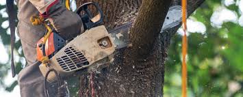 Best Tree Risk Assessment  in Brookhaven, WV