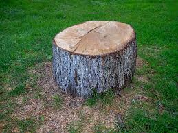 Best Root Management and Removal  in Brookhaven, WV