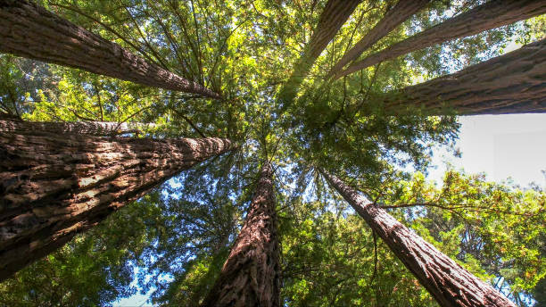 Best Emergency Tree Removal  in Brookhaven, WV