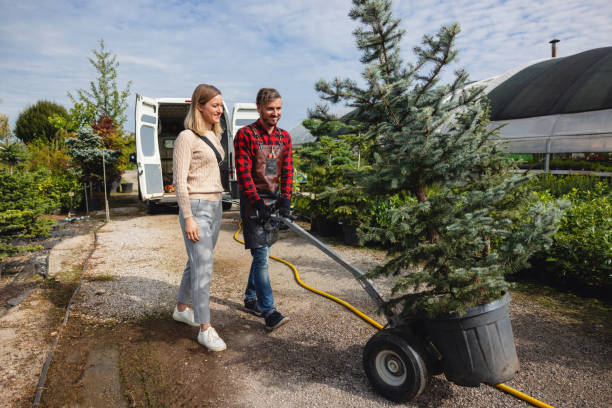 How Our Tree Care Process Works  in  Brookhaven, WV